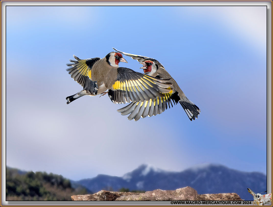 Chardonneret élégant